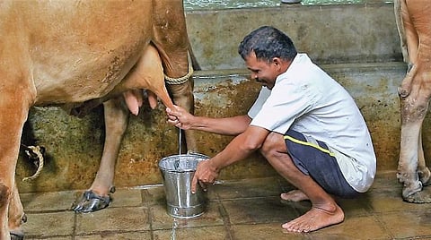 கால்நடை வளர்ப்பு: பால் உற்பத்தியில் வெளிச்சத்தின் பங்கு 