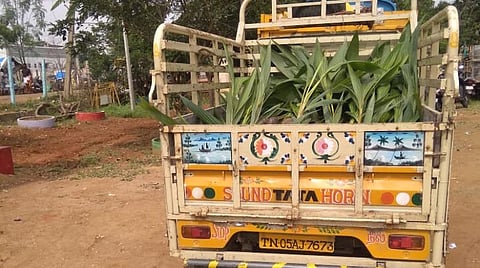 பறிமுதல் செய்யப்பட்ட தென்னங்கன்றுகளுடன் லாரி.