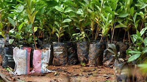 தேசிய நெடுஞ்சாலைகளை பசுமையாக்கும் முன்னாள் மாணவர்கள்: 10 ஆயிரம் மரக்கன்றுகள் நடும் திட்டம் இன்று தொடக்கம்