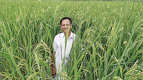 தஞ்சாவூர் மாவட்டம் கணபதி அக்ரஹாரத்தில் விவசாயி சுப்பிரமணியனின் வயலில் ஆறடி உயரத்துக்கு வளர்ந்துள்ள ‘மாப்பிள்ளை சம்பா’ நெற்பயிர்கள்.