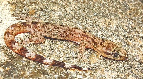 சிற்றினக் கண்டுபிடிப்பு: நனைசுவர் கூரை, கனைகுரல் பல்லி!