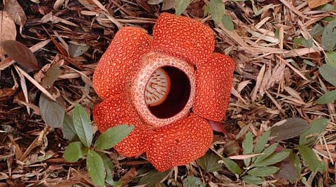 உலகின் பெரிய ‘பூ’ இந்தோனேஷியாவில் கண்டுபிடிப்பு