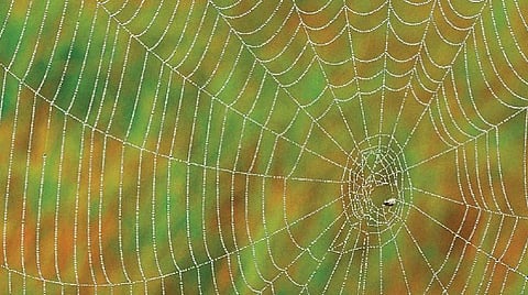 எங்கேயும் எப்போதும் 12: சிலந்தி வலை என்பது கூடு மட்டும்தானா?