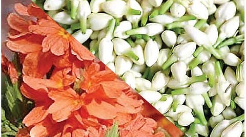 டிங்குவிடம் கேளுங்கள்: மல்லிகைக்கு மட்டும் மணம் ஏன்?