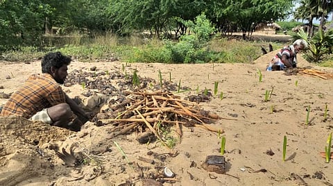 எட்டயபுரம் அருகே அயன்வடமலாபுரம் பகுதியில் நிலங்களில் இருந்து பனங்கிழங்குகளை எடுக்கும் பணியில் தொழிலாளர்கள் ஈடுபட்டுள்ளனர்.