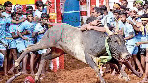 ஜல்லிக்கட்டு போட்டியில் சீறிப்பாயும் காளையின் திமிலைப் பிடித்து அடக்க முயலும் மாடுபிடி வீரர்கள்.(கோப்புப்படம்)