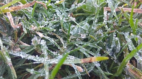 நீலகிரியில் உறை பனிப்பொழிவு