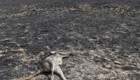 ஆஸ்திரேலியாவில் மீண்டும் காட்டுத் தீ எச்சரிக்கை: மக்கள் வெளியேற அறிவுறுத்தல்