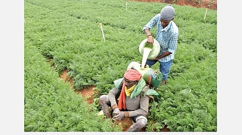 இயற்கை வேளாண் மாவட்டமாக மாறுமா நீலகிரி?