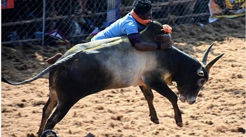 பாலமேடு ஜல்லிக்கட்டு அரை மணி நேரம் நீட்டிப்பு: காளைகள் அதிகமாக இருப்பதால் நடவடிக்கை