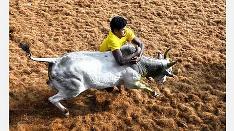 அலங்காநல்லூரில் இன்று ஜல்லிக்கட்டு: 700 காளைகள், 855 மாடுபிடி வீரர்கள் பங்கேற்பு