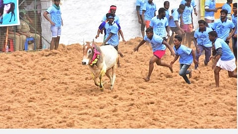 திருப்பத்தூர் அருகே சிராவயல் மஞ்சுவிரட்டில் 1000 காளைகள் பங்கேற்பு: 82 பேர் காயம்