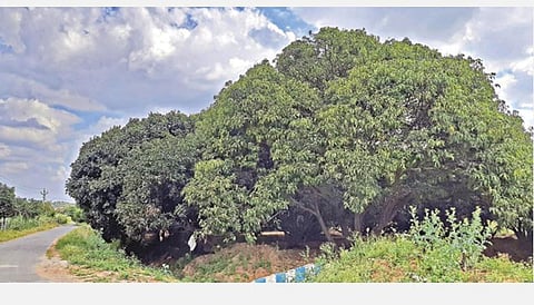 பரவலாக பெய்த மழையால் மா விளைச்சல் கைகொடுக்கும் என விவசாயிகள் எதிர்பார்ப்பு