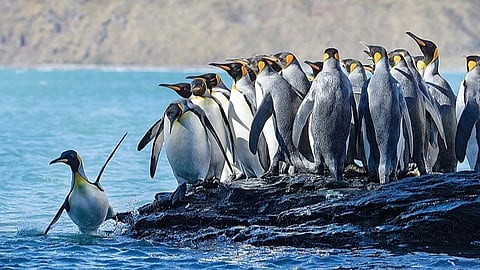 டிஜிட்டல் மேடை: பாடமாகும் ஆவணத்தொடர்!