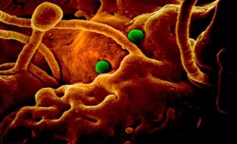 மும்பையில் கரோனா வைரஸ்? - இருவருக்கு பாதிப்பில்லை; மேலும் ஒருவருக்கு சோதனை