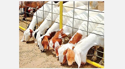 விதை முதல் விளைச்சல் வரை 18: சுற்றுச்சூழல் பேண ஒருங்கிணைந்த பண்ணையம்