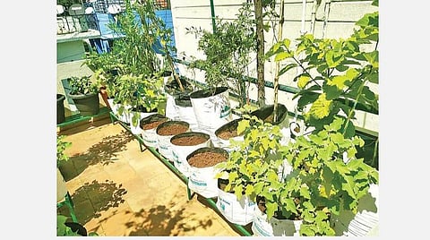 மாடியில் ஒரு பசுந்தோட்டம்