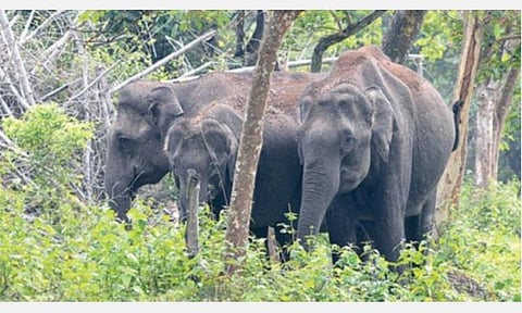 திண்டுக்கல் அருகே விவசாய நிலங்களை நோக்கி முன்னேறும் காட்டு யானைகள்: விரட்டும் முயற்சியில் வனத்துறையினர்