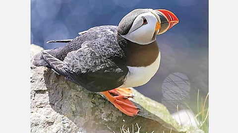 படமும் செய்தியும்: அட்லாண்டிக் கடல் கிளி