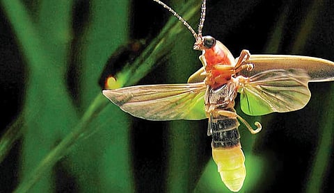 எங்கேயும் எப்போதும் 17: ஒளிரும் உயிரிகளின் கதை!