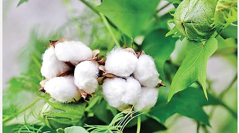 பருத்திக் காய்ப் புழுவைக் கட்டுப்படுத்துவது எப்படி?