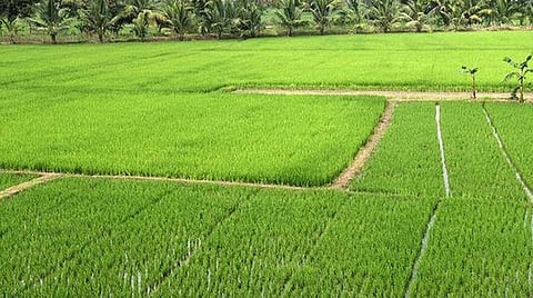 பாதுகாக்கப்பட்ட வேளாண் மண்டல பகுதிகளில் ஹைட்ரோ கார்பன் உள்ளிட்ட புதிய தொழில் திட்டங்களுக்கு தடை: அறிவிப்பாணை வெளியிட்டது தமிழக அரசு