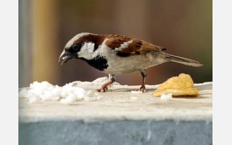 சூழலின் உயிர்ப்புக்குப் பறவைகள் அவசியம்!