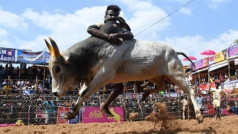 ஆண்டு முழுவதும் ஜல்லிக்கட்டு நடத்த அனுமதி கோரி மனு: உயர் நீதிமன்ற மதுரை கிளை தள்ளுபடி