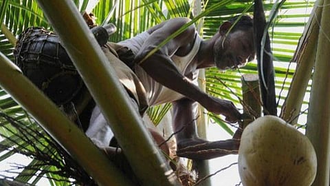 கள் இறக்க, விற்க அனுமதி கேட்டு வழக்கு: தமிழக அரசுக்கு உயர் நீதிமன்றம் மதுரை கிளை நோட்டீஸ்