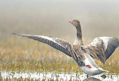 வெட்டுக்கிளிகளைக் கட்டுப்படுத்த பாகிஸ்தானுக்கு வாத்துகளை அனுப்பும் சீனா?