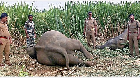 தாளவாடி அருகே மின்வேலியில் சிக்கி இறந்த யானைகள்.