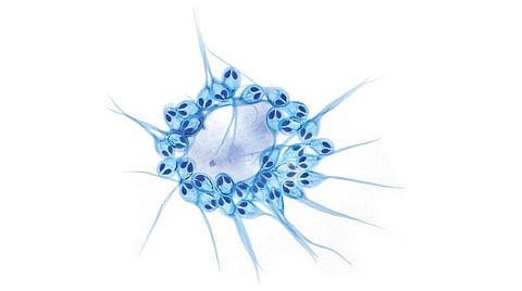 இது புதிது! - சுவாசமற்ற முதல் பலசெல் உயிரி!