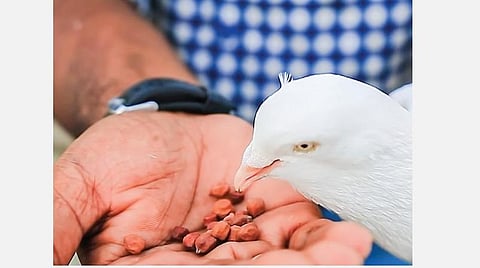 தலைநகரின் பந்தயப் புறாக்கள்!