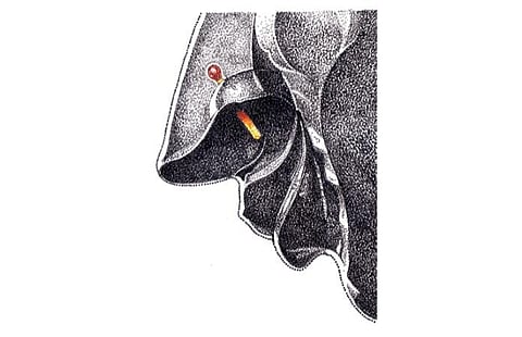 சித்திரப் பேச்சு: சிவப்புக்கல் மூக்குத்தி