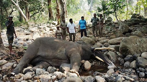 சிங்காரா வனத்தில் ஆண் யானை உயிரிழப்பு