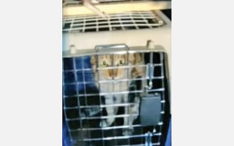 சீனாவில் இருந்து சென்னைக்கு கப்பலில் வந்த கன்டெய்னரில் பூனையை அனுப்பியது திட்டமிட்ட செயல்- விரைவில் திருப்பி அனுப்ப துறைமுக அதிகாரிகள் நடவடிக்கை