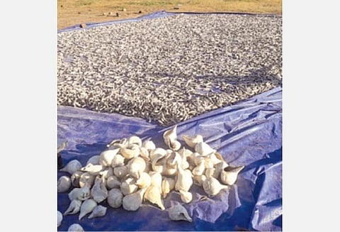 உலர வைக்கப்பட்டிருந்த கடல் அட்டைகள்.