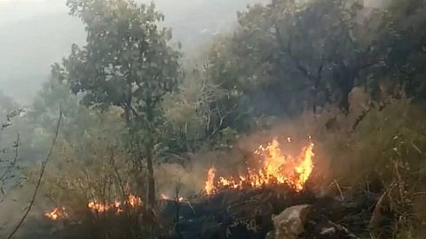 தேனியில் காட்டுத் தீயால் இடம் பெயரும் வனவிலங்குகள்