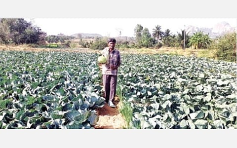 போதிய விலை கிடைக்காததால், சூளகிரி அடுத்த போகிபுரம் பகுதி தோட்டமொன்றில், அறுவடை செய்யாமல் விடப்பட்டுள்ள முட்டைகோஸ்.