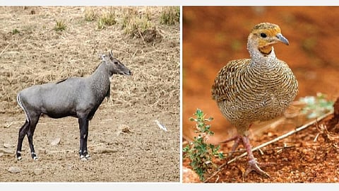 பேசும் படம்: கேமராவுக்குள் காட்டுயிர் உலகம்!