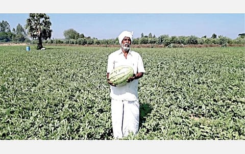 மொத்த வியாபாரிகள் வராததால் விளாகம் கிராமத்தில் அறுவடைக்கு தயாராக உள்ள தர்பூசணி பழங்கள் கொடியிலேயே தேக்கமடைந்துள்ளன.