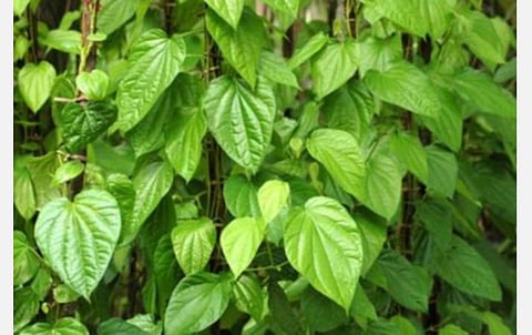 144 தடை உத்தரவு காரணமாக விற்க முடியாததால் செடியிலேயே முதிர்ந்து அழுகும் வெற்றிலைகள்