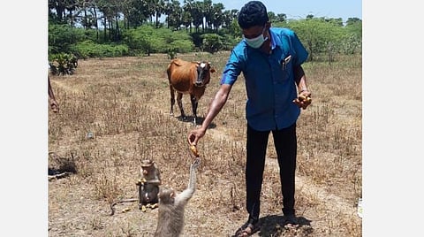 மந்திகளுக்கு உணவளிக்கும் மனிதாபிமானம்!