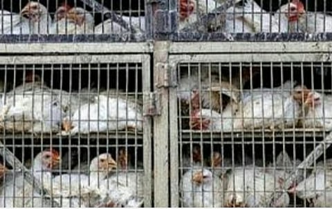 பிரதிநிதித்துவப் படம்.