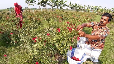 மலர்களைப் பறித்துக் கீழே கொட்டும் விவசாயி.