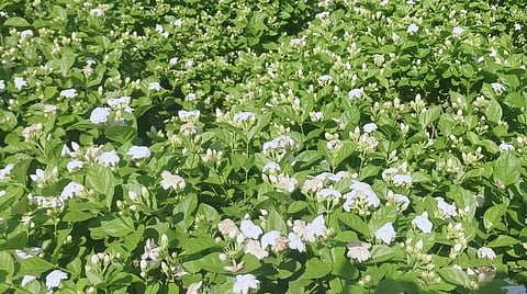 காவேரிப்பட்டணம் பகுதியில் மல்லிகைப் பூக்கள் பறிக்கப்படாமல் செடிகளிலேயே விவசாயிகள் விட்டுள்ளனர்.