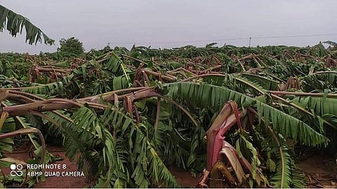 தென்காசியில் சூறைக்காற்றால் 15 ஆயிரம் வாழைகள் சேதம்: நிவாரணம் வழங்க கோரிக்கை