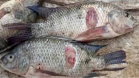 வைகை அணையில் திங்கள் கிழமை முதல் மீன்பிடிக்க அனுமதி: போலீஸ் பாதுகாப்புடன் விற்பனைக்கு ஏற்பாடு