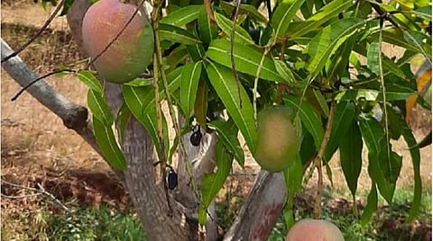 சிவகங்கை மாவட்டம் காளையார்கோவில் அருகே கருங்குளத்தில் பறிக்காமல் மரத்திலேயே விடப்பட்ட மாம்பழங்கள்.