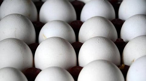 தூய்மைப் பணியாளர்களுக்கு வாரம் 2 முறை கரோனா சோதனை: தினமும் இருவேளை முட்டை